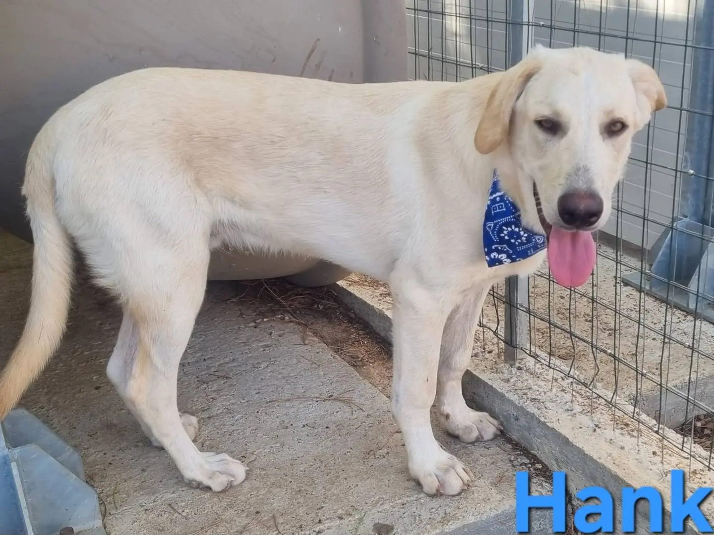 Vuoi adottare un cane a Taranto?