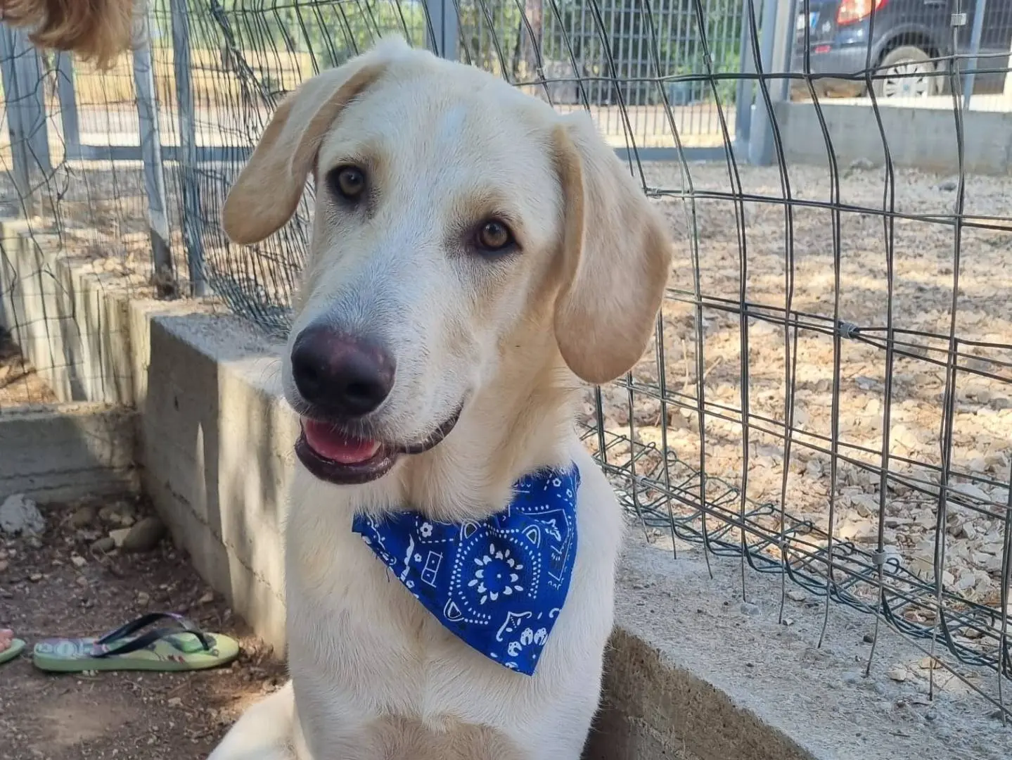 Adozione cane, maschio, Labrador Retriever Beagle , 1 anno e 7 mesi, taglia gigante, Taranto