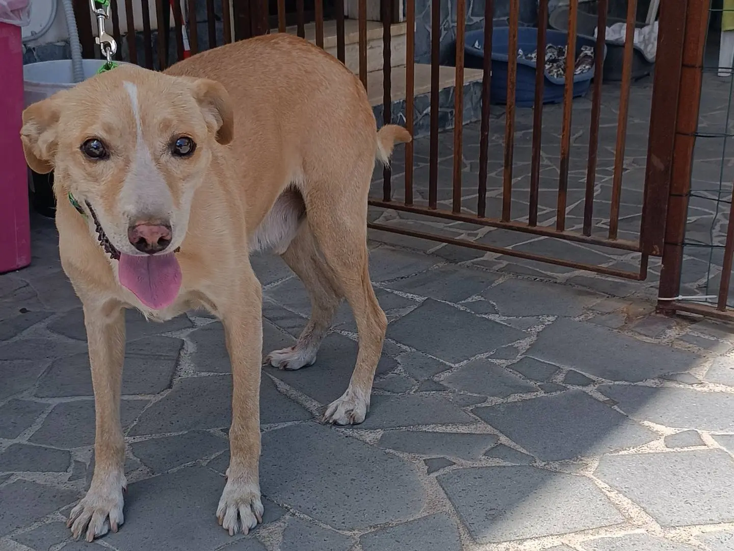 Adotta il cane Pasqualino a Catania