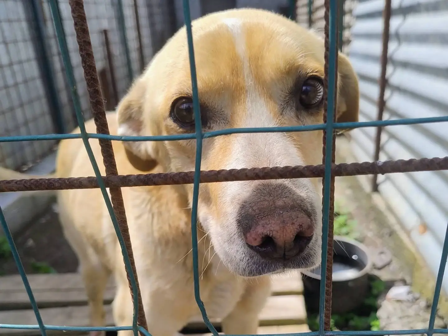 Adozione cane, maschio, Razza sconosciuta Razza sconosciuta, 7 anni e 8 mesi, taglia media, Catania