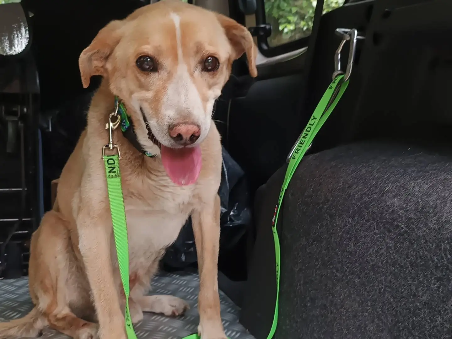 Adotta un cane, taglia media, maschio, Catania