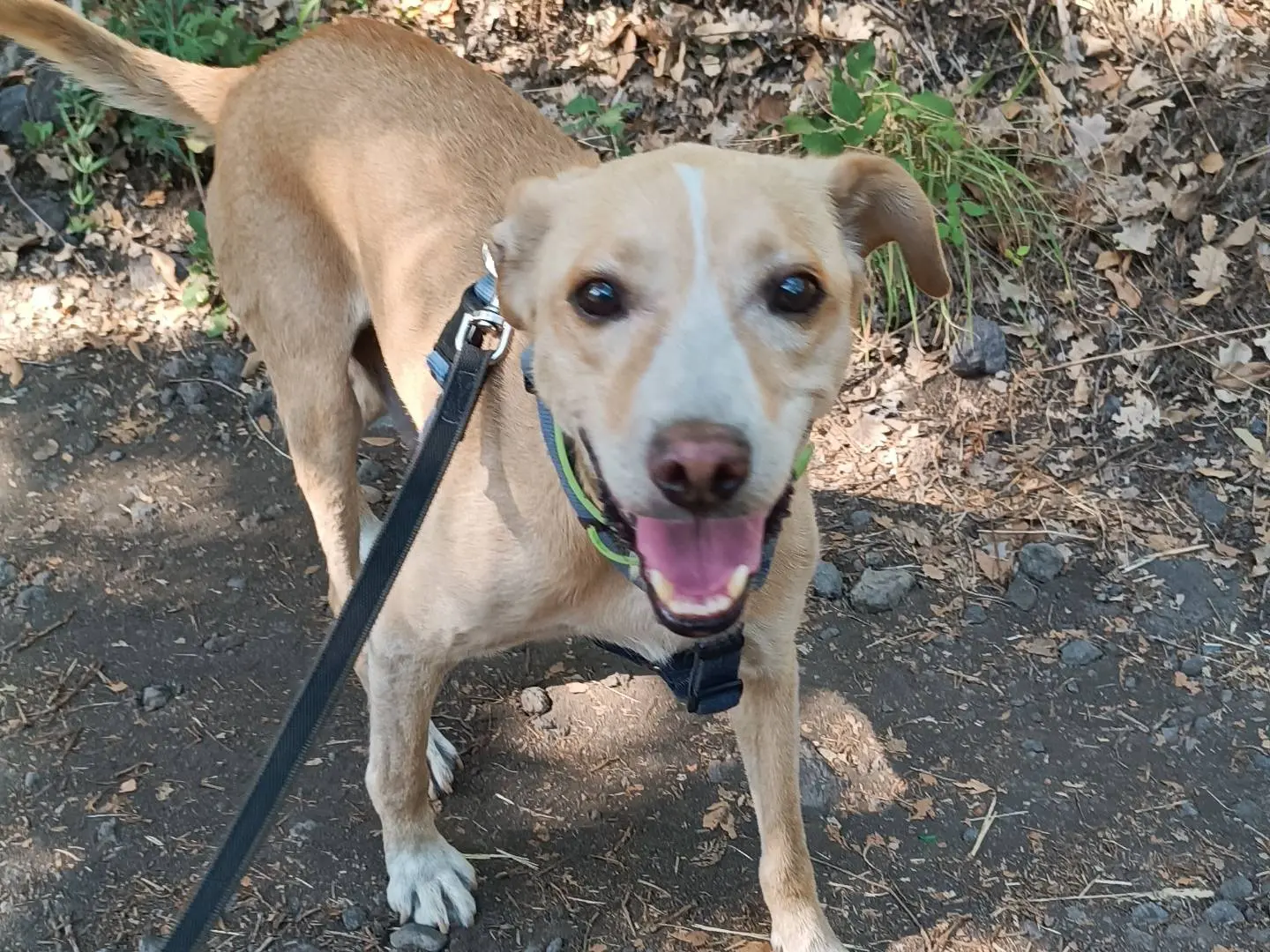 Adotta un cane, maschio, 7 anni e 8 mesi, Catania