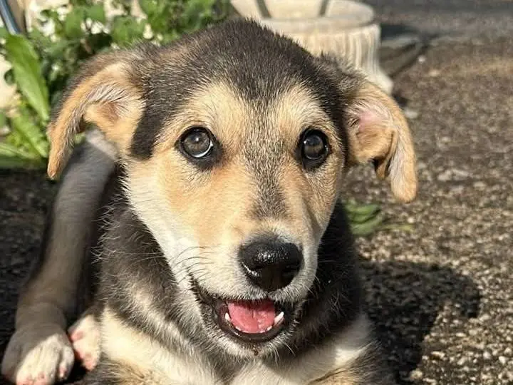 Adozione cane, maschio, Razza sconosciuta Razza sconosciuta, 11 mesi, taglia media, Siracusa