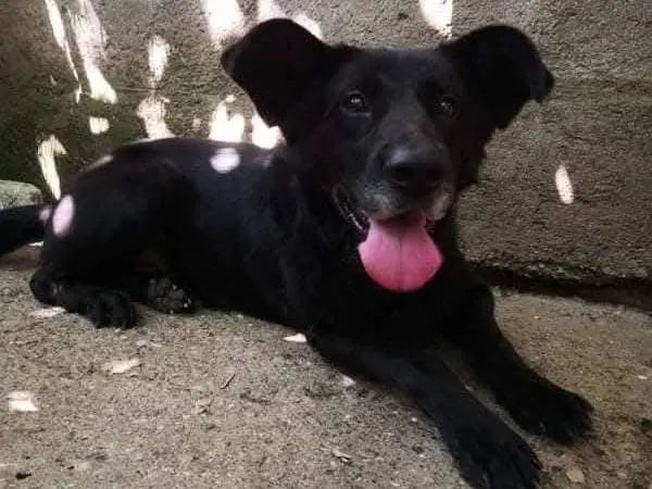 Adotta il cane Batman a Messina