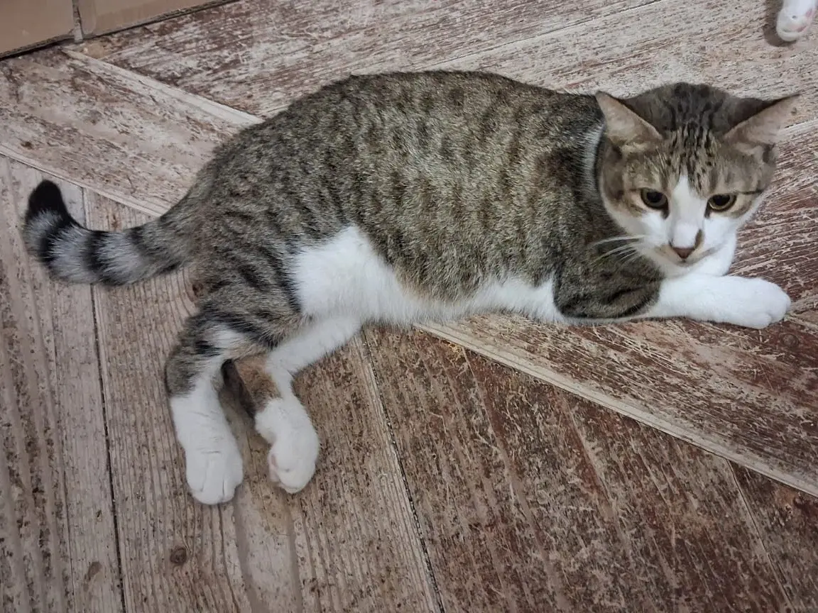Adozione gatto, femmina, Razza sconosciuta Razza sconosciuta, 4 anni e 2 mesi, taglia non valida, Padova