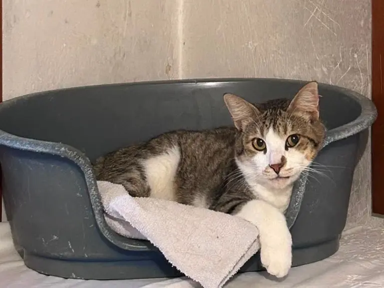 Adotta un gatto, femmina, 4 anni e 2 mesi, Padova