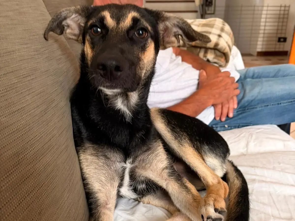 Vuoi adottare un cane a Lecco?