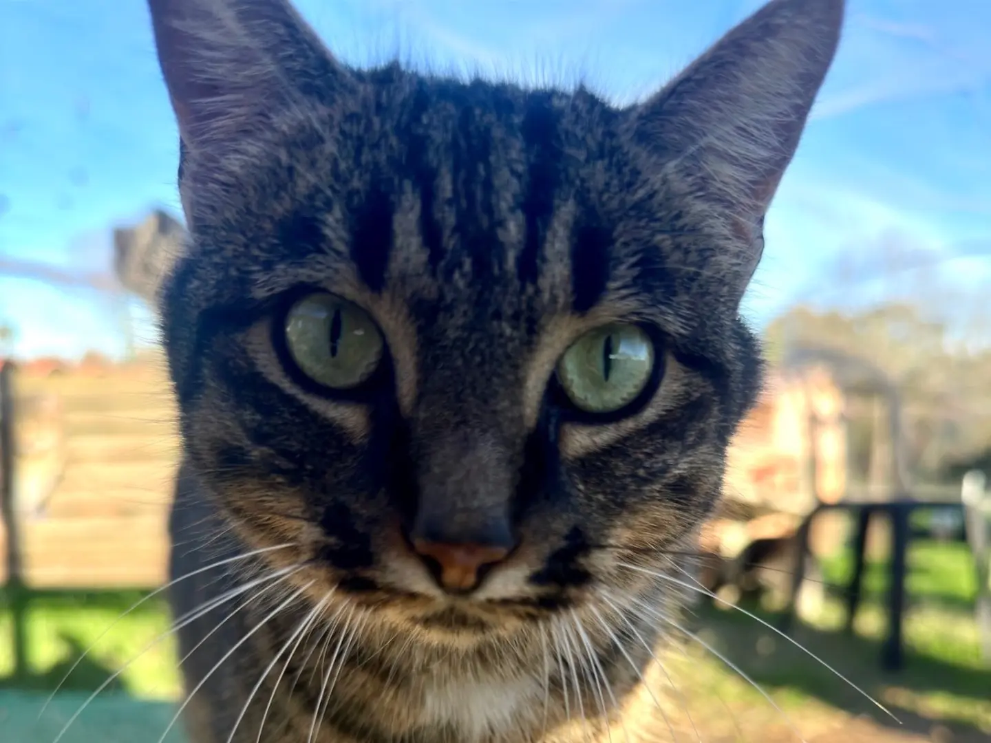 Adotta un gatto, femmina, 4 anni e 1 mese, Roma