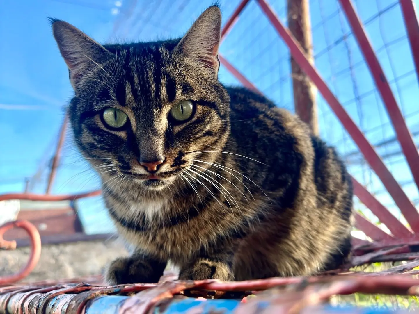 Adozione gatto, femmina, Razza sconosciuta Razza sconosciuta, 4 anni e 1 mese, taglia non valida, Roma