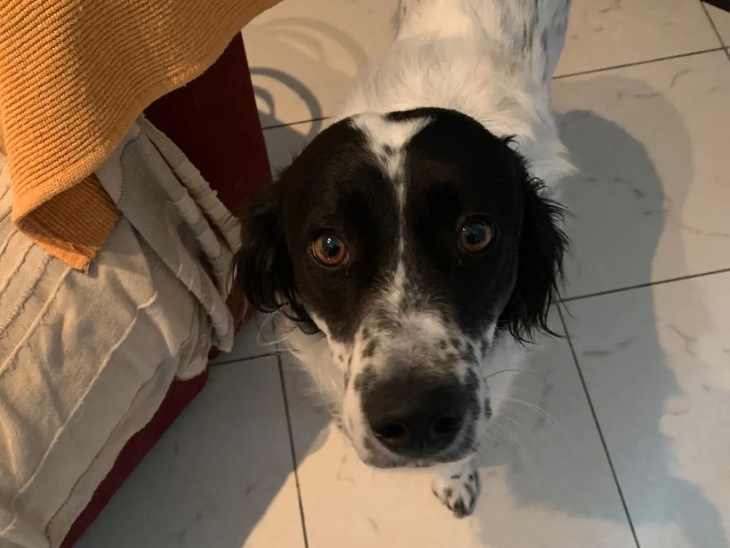 Adotta il cane Kira e Odry a Milano