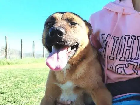 Adotta un cane, taglia media, maschio, Latina