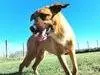 Adotta un cane, maschio, 4 anni, Latina