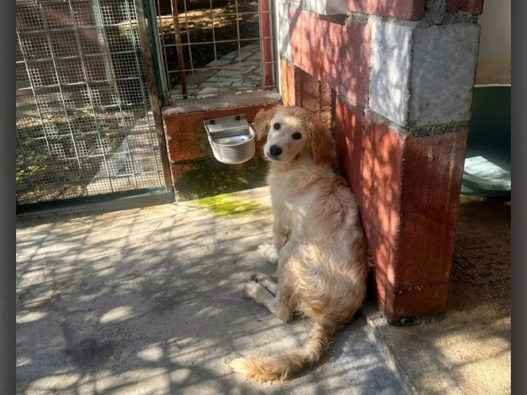 Adozione cane, maschio, Golden Retriever Razza sconosciuta, 4 mesi, taglia grande, Avellino