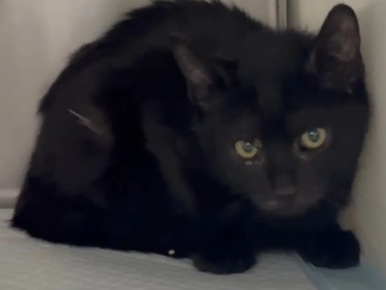 Vuoi adottare un gatto a Latina?