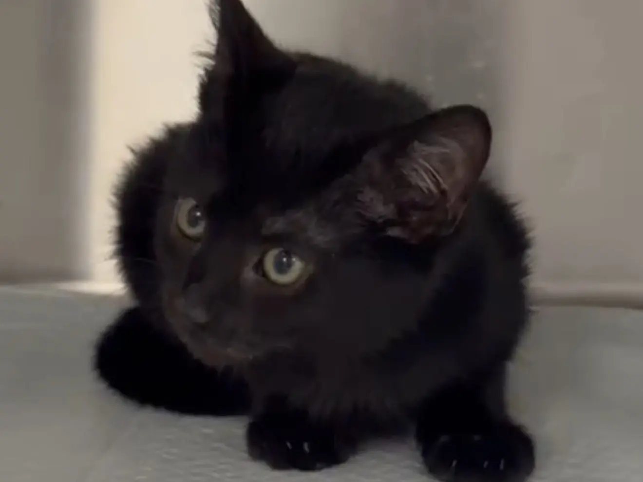 Adotta un gatto, taglia non valida, maschio, Latina