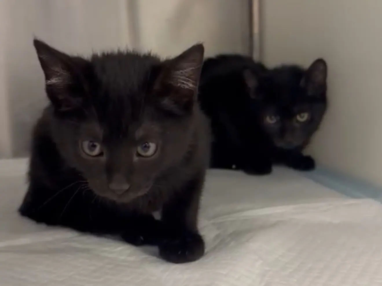Adozione gatto, maschio, Razza sconosciuta Razza sconosciuta, 1 anno, taglia non valida, Latina