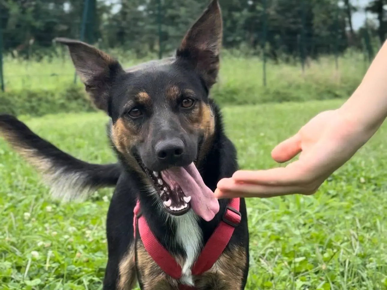 Adozione cane, maschio, Razza sconosciuta Razza sconosciuta, 2 anni e 5 mesi, taglia piccola, Milano