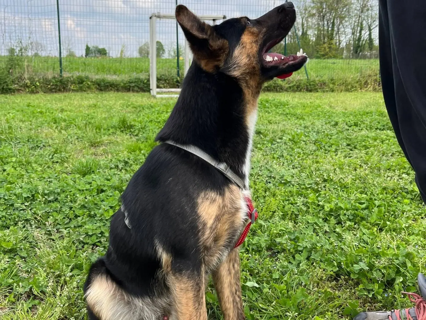 Adotta il cane Ciro a Milano