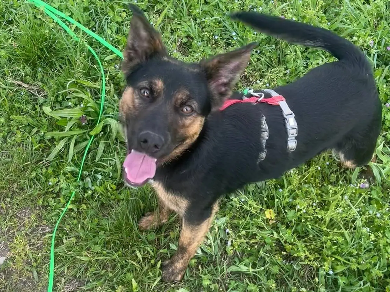 Adotta un cane, taglia piccola, maschio, Milano