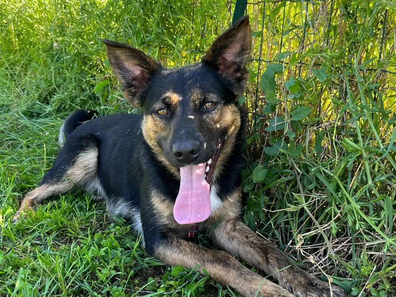Vuoi adottare un cane a Milano?