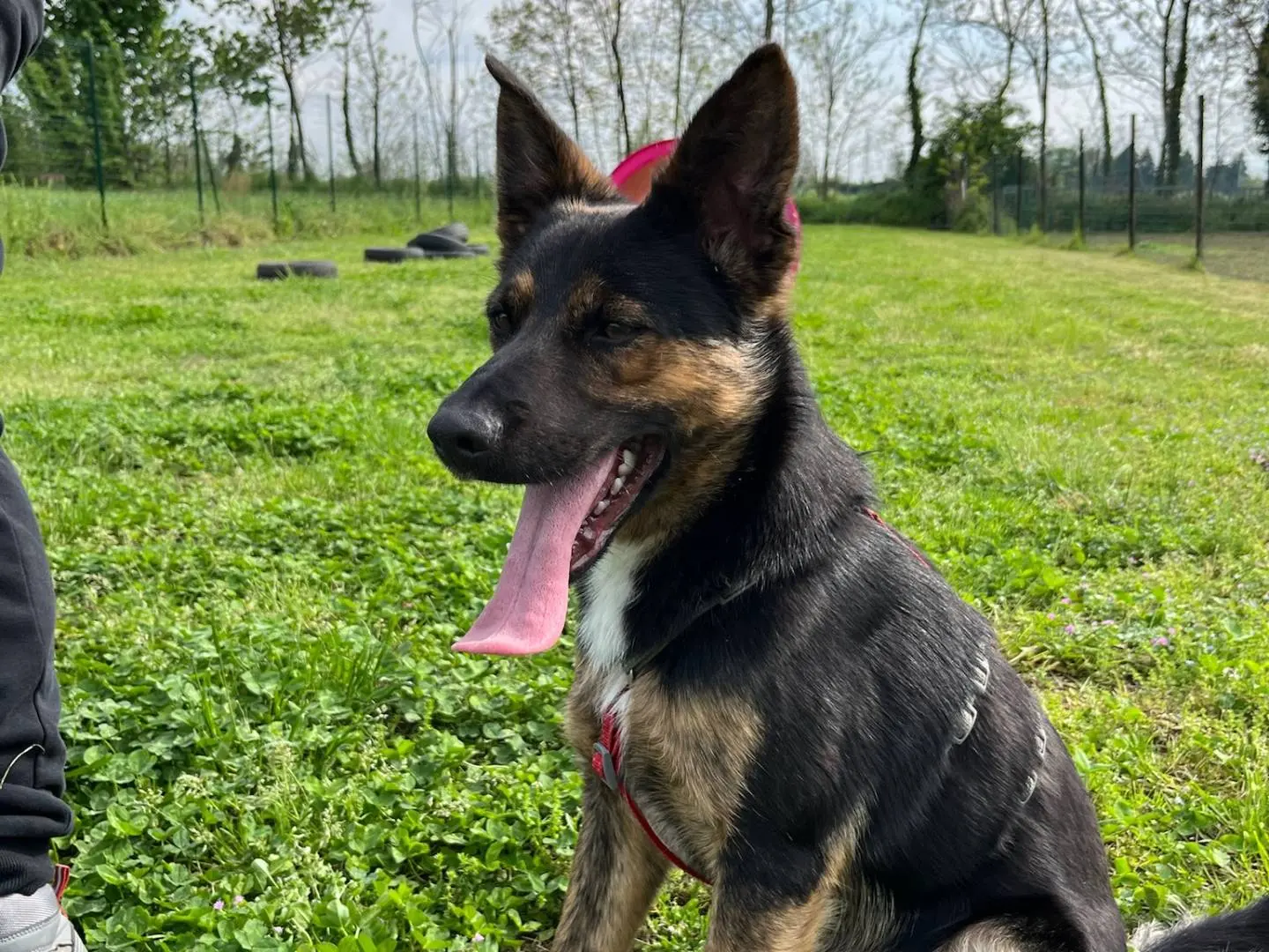 Adotta un cane, maschio, 2 anni e 5 mesi, Milano