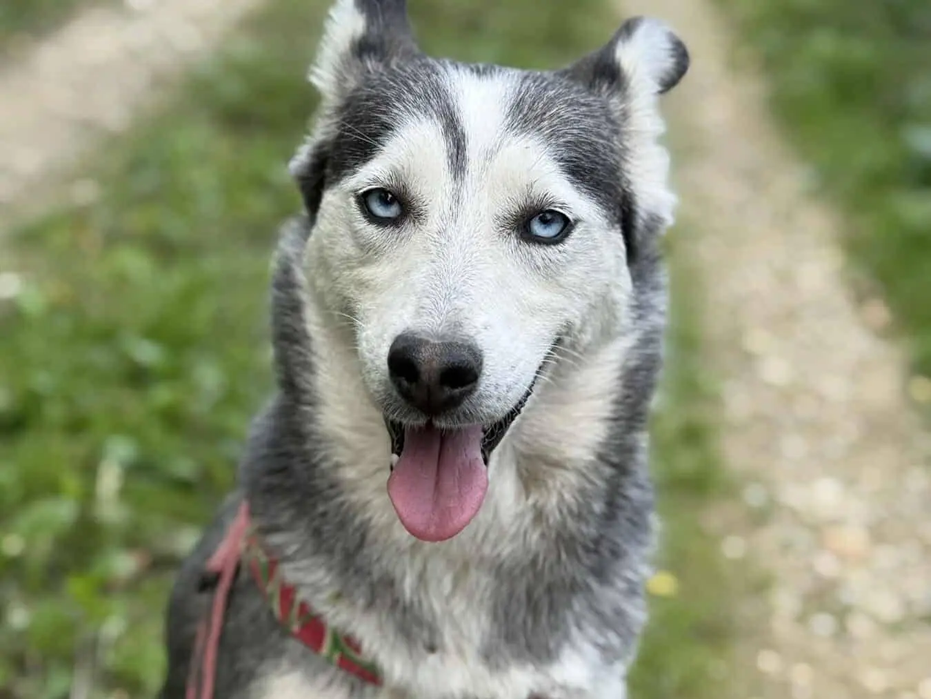 Adozione cane, femmina, Siberian Husky Razza sconosciuta, 4 anni e 5 mesi, taglia media, Firenze
