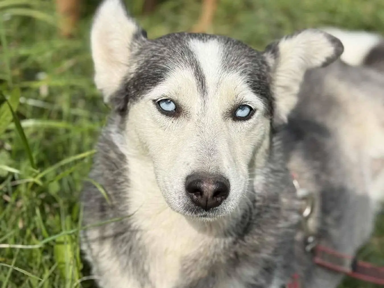 Adotta un cane, femmina, 4 anni e 5 mesi, Firenze