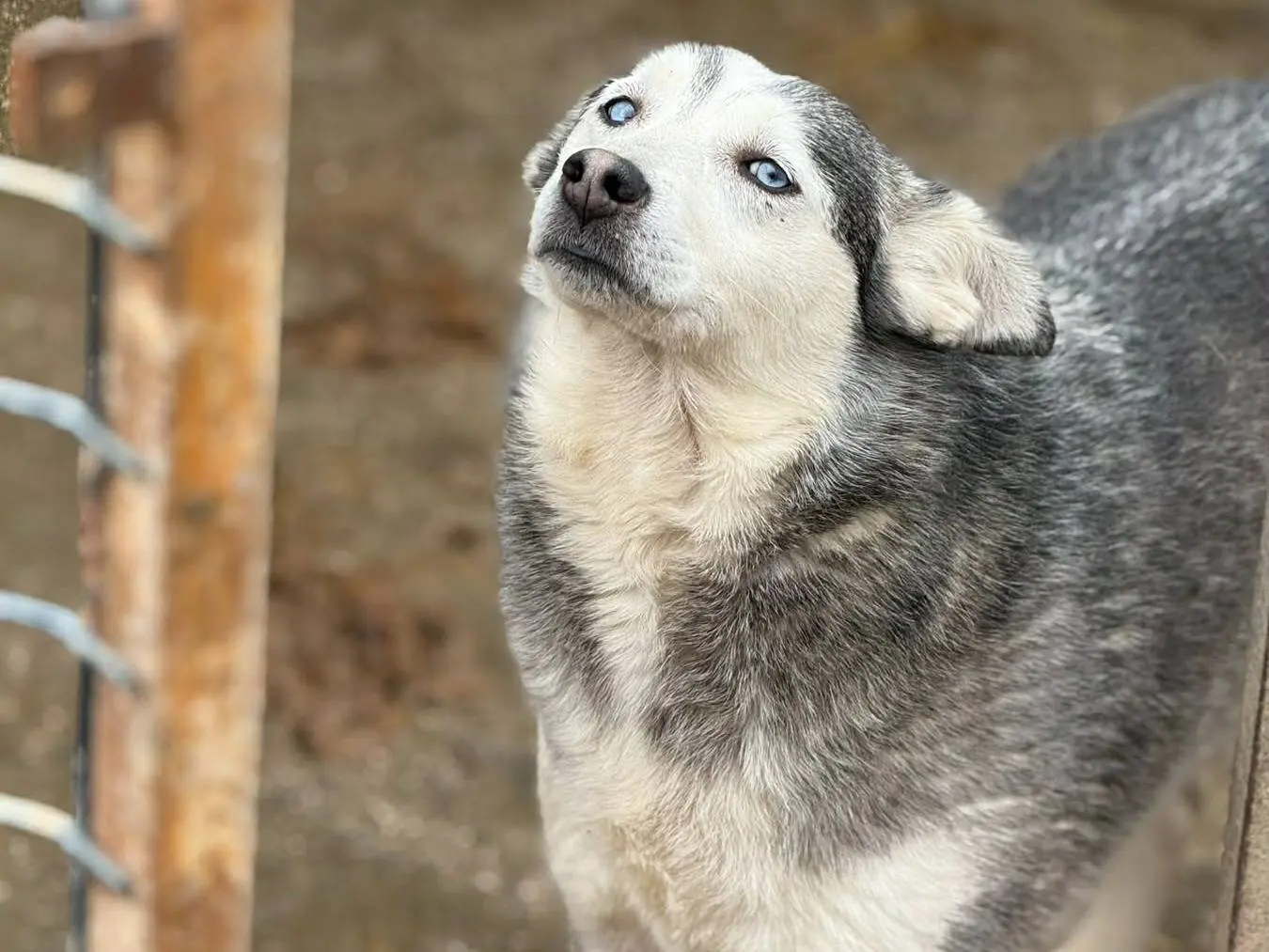 Vuoi adottare un cane a Firenze?