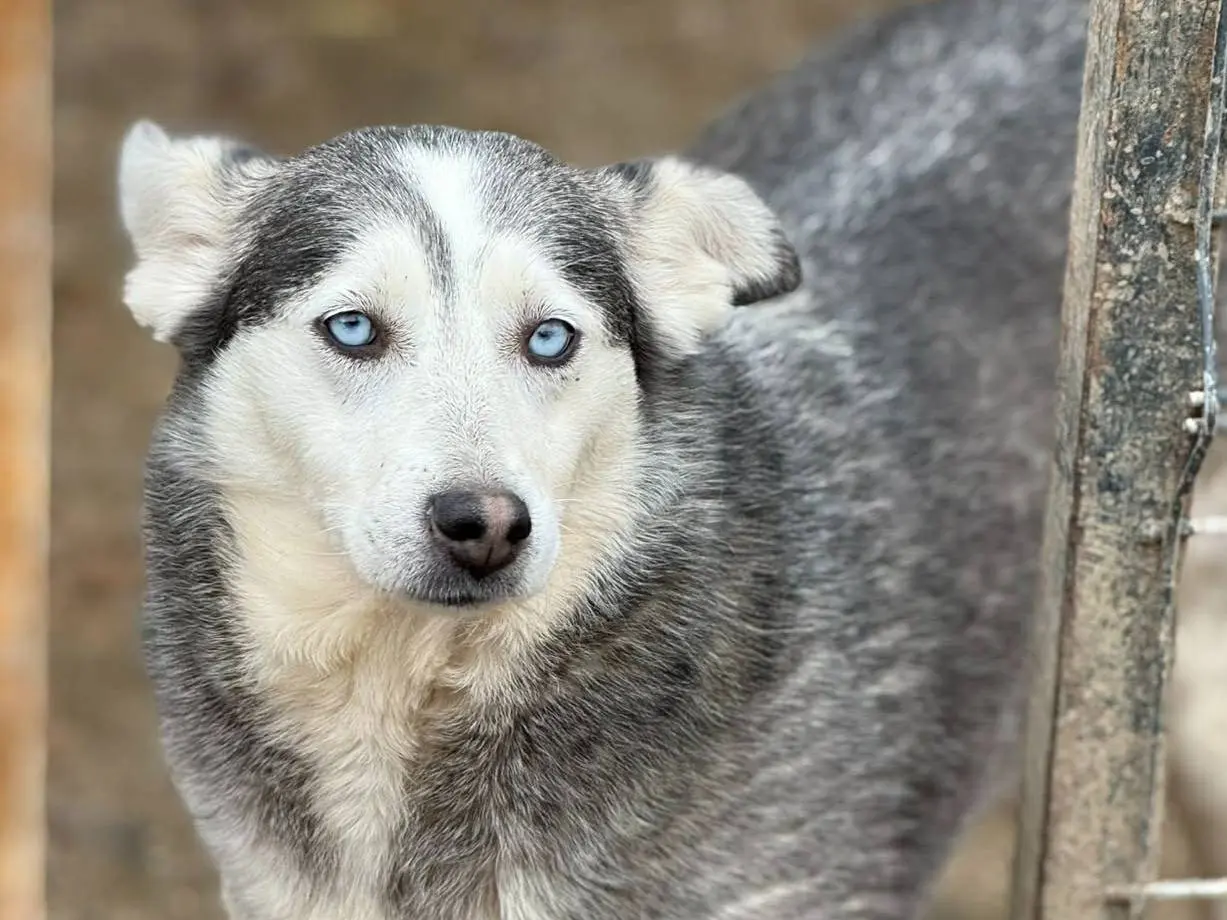 Adotta il cane BLUE a Firenze