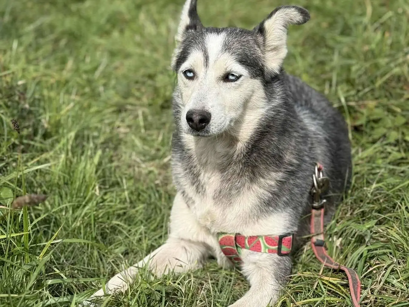 Adotta un cane, taglia media, femmina, Firenze