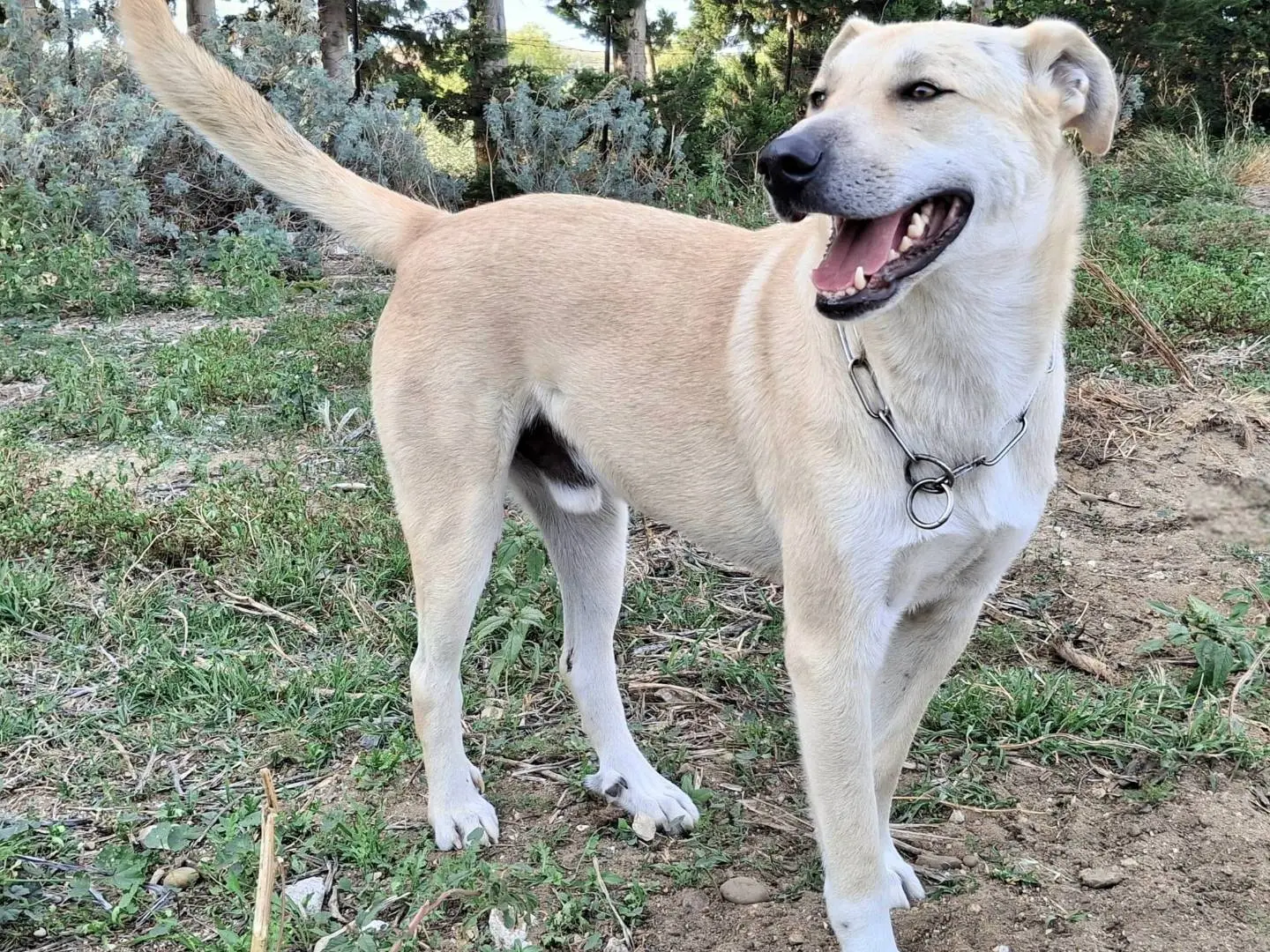 Adotta un cane, taglia grande, maschio, Palermo