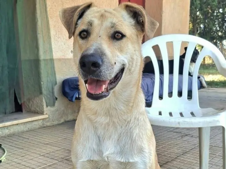 Adotta il cane Eddy a Palermo