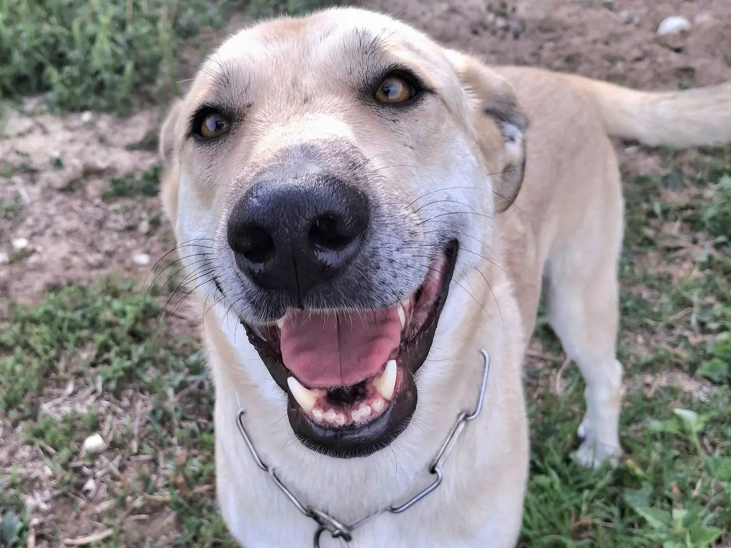 Adozione cane, maschio, Razza sconosciuta Razza sconosciuta, 3 anni e 2 mesi, taglia grande, Palermo