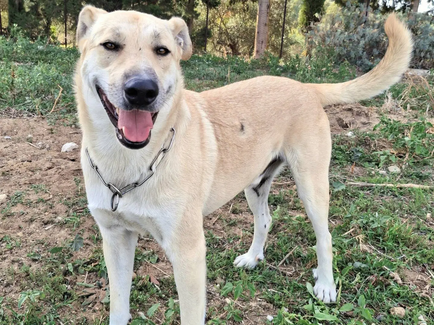 Adotta un cane, maschio, 3 anni e 2 mesi, Palermo
