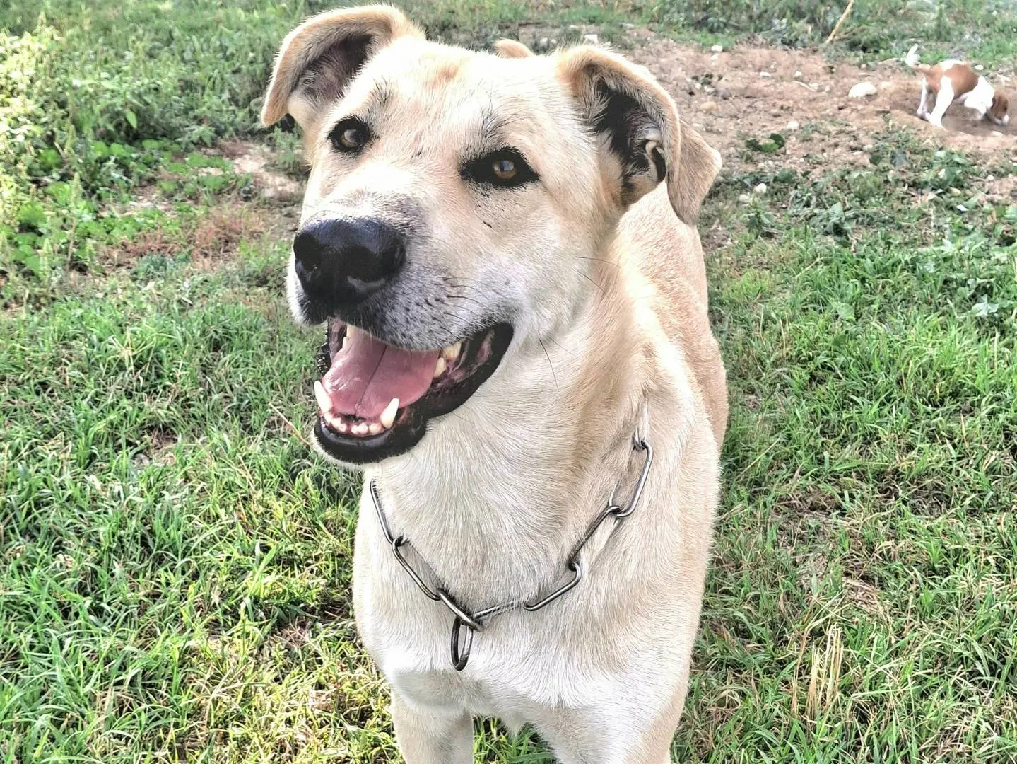 Vuoi adottare un cane a Palermo?