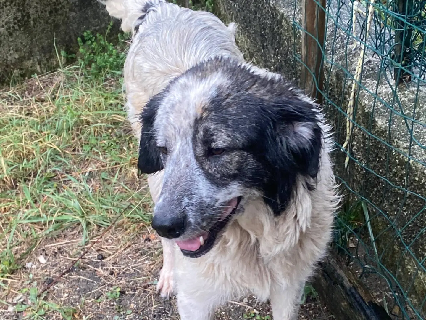 Adotta un cane, taglia media, femmina, Avellino
