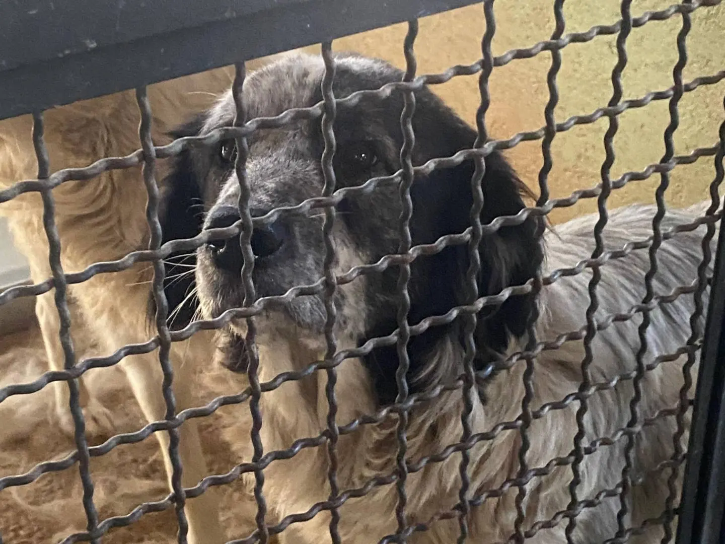 Adozione cane, femmina, Razza sconosciuta Razza sconosciuta, 5 anni e 1 mese, taglia media, Avellino