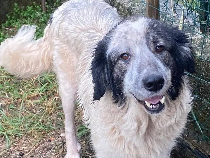 Adotta un cane, femmina, 5 anni e 1 mese, Avellino
