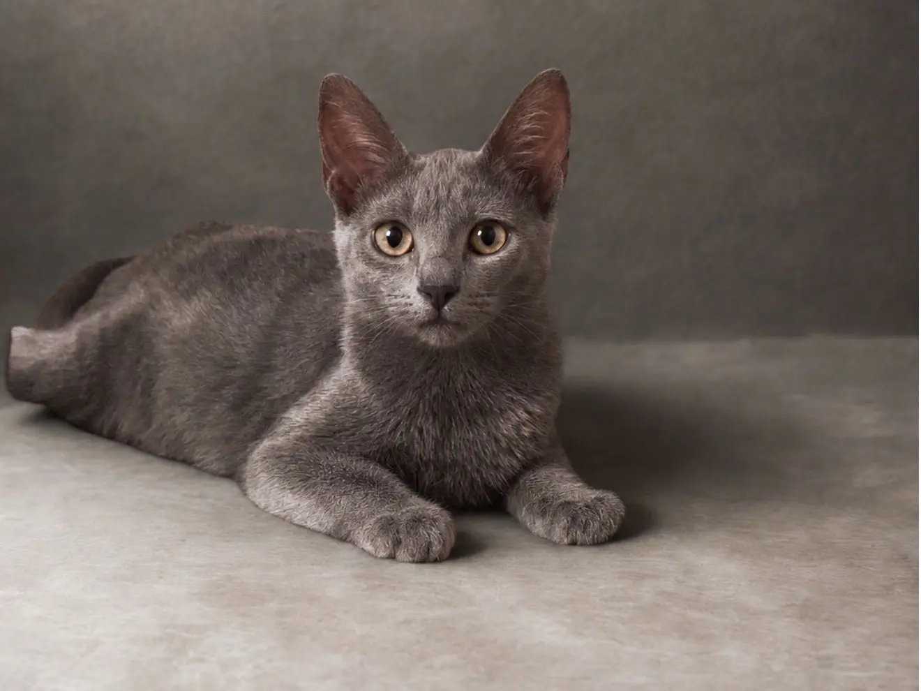 Adotta un gatto, taglia non valida, maschio, Teramo