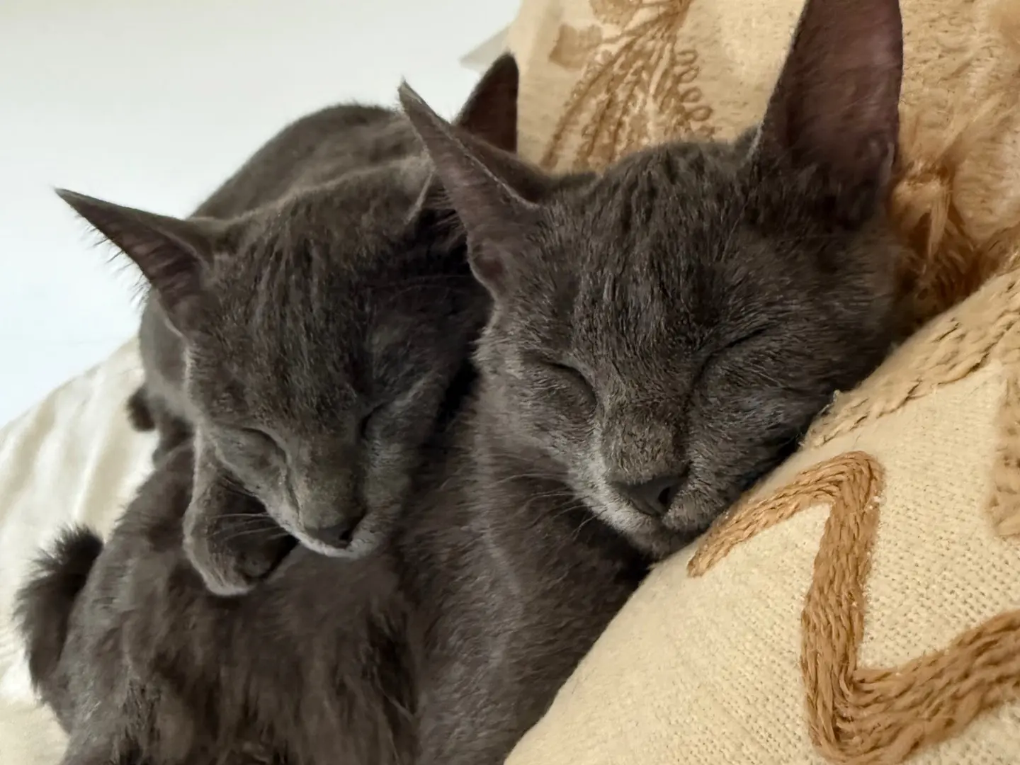 Adozione gatto, maschio, Certosino Razza sconosciuta, 6 mesi, taglia non valida, Teramo