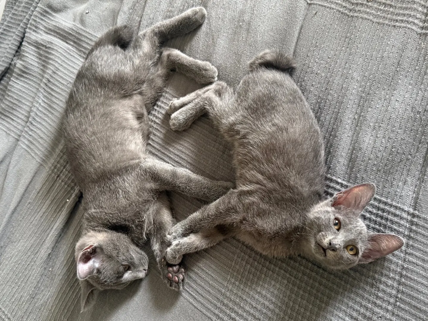 Adotta un gatto, maschio, 6 mesi, Teramo