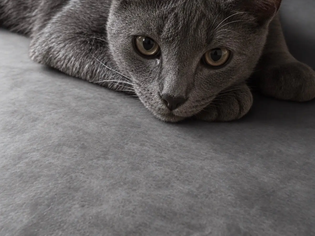 Vuoi adottare un gatto a Teramo?