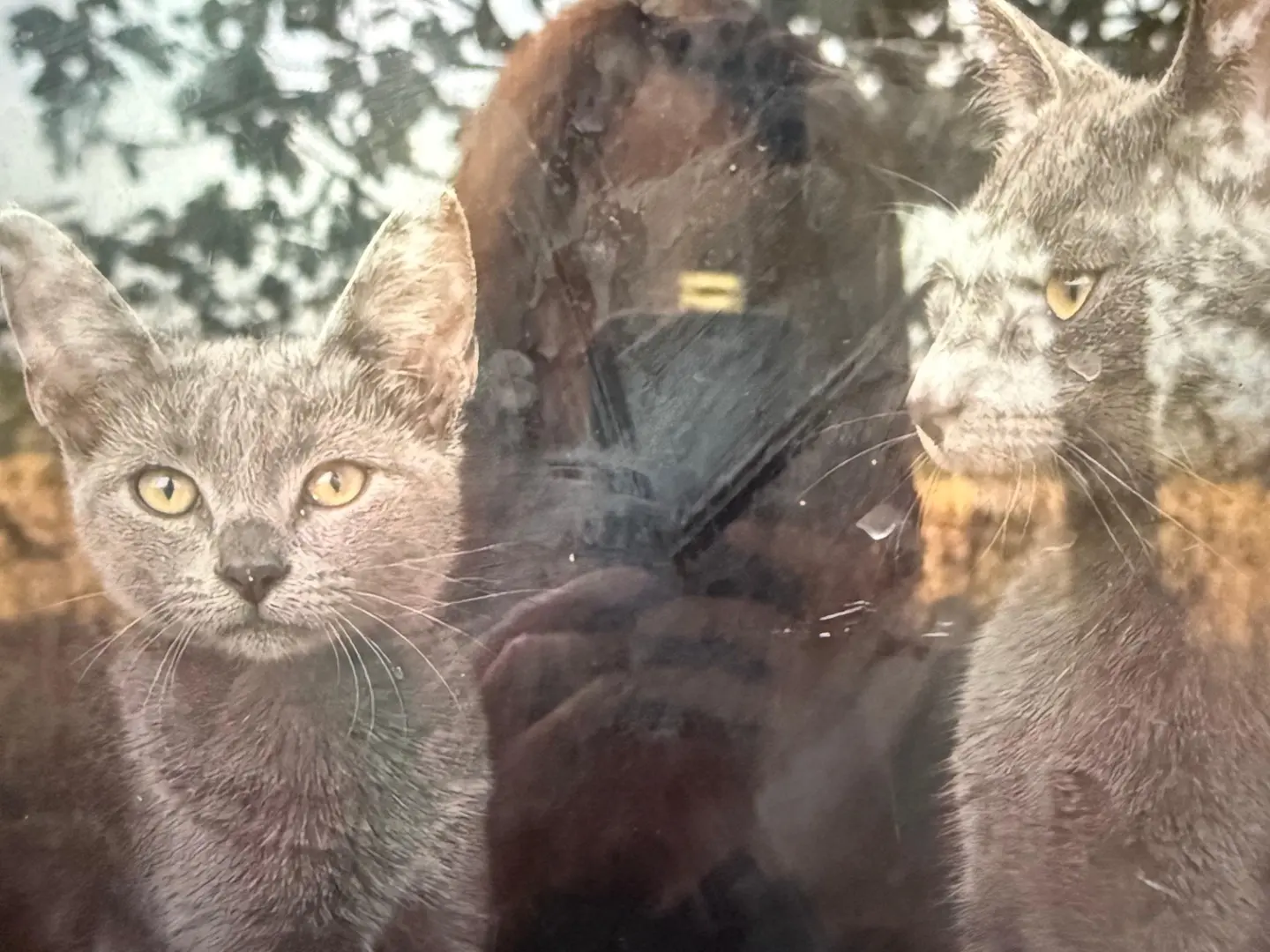 Adotta il gatto Jinnie e Arnold a Teramo