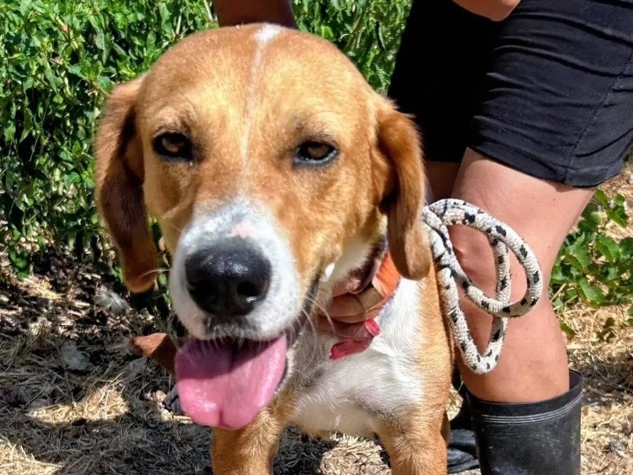 Adozione cane, femmina, Razza sconosciuta Razza sconosciuta, 2 anni e 1 mese, taglia media, Varese