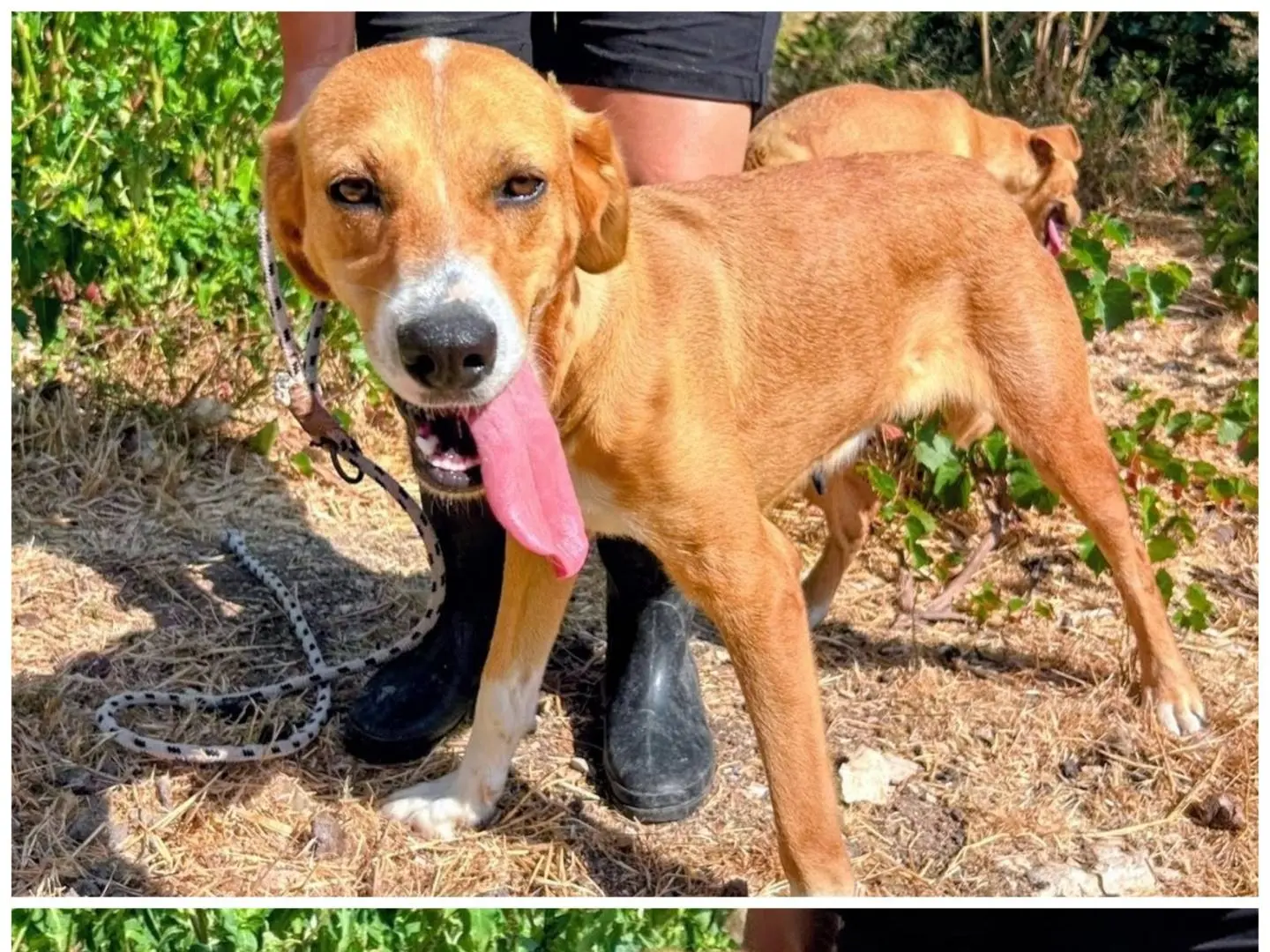 Adotta un cane, femmina, 2 anni e 1 mese, Varese