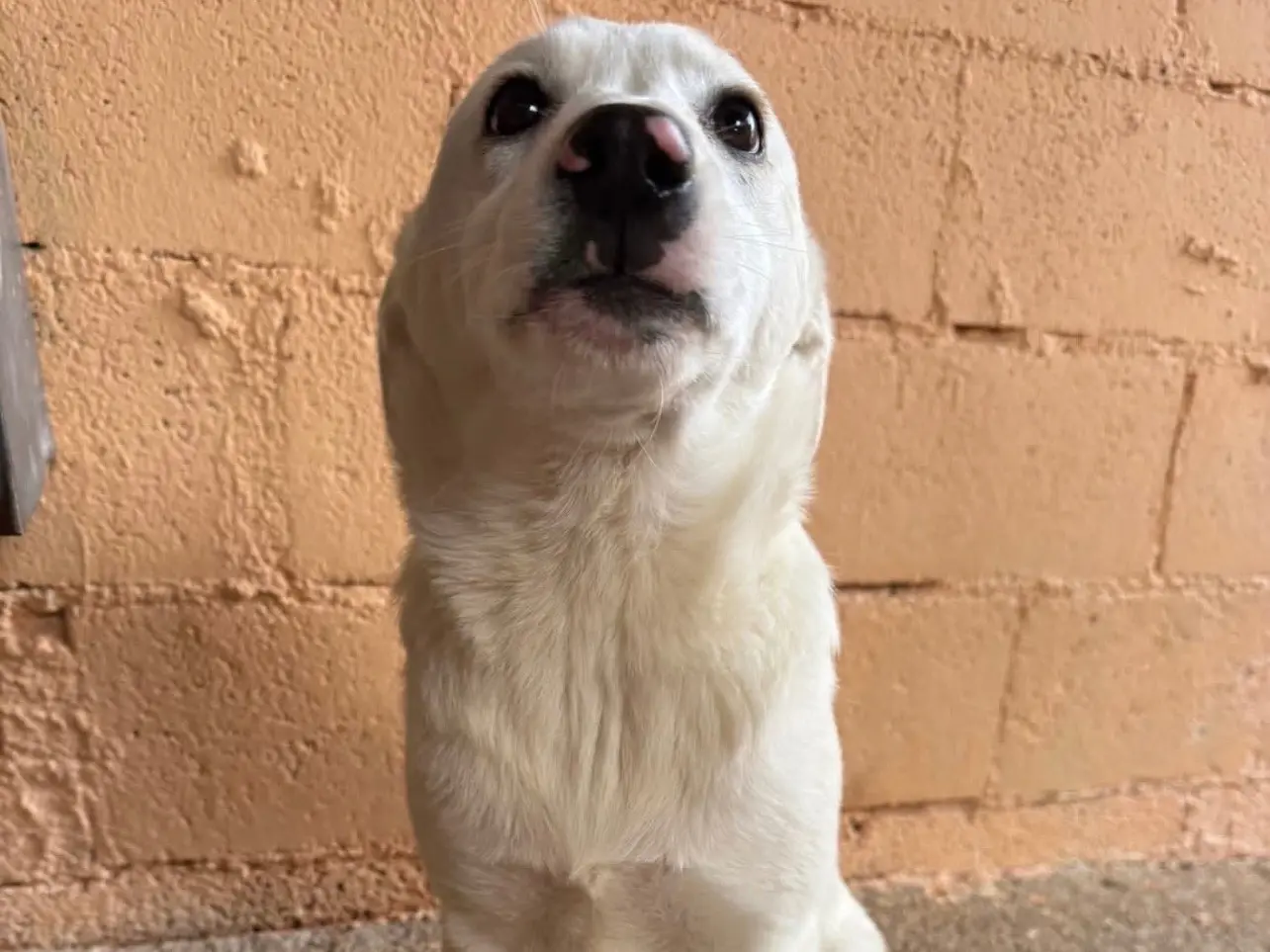 Adozione cane, femmina, Razza sconosciuta Razza sconosciuta, 1 anno e 3 mesi, taglia media contenuta, Matera
