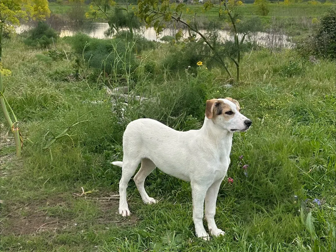 Foto 3 dell'animale