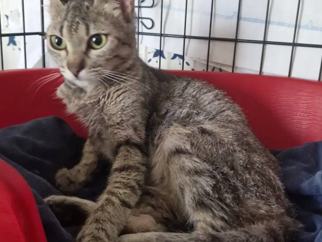 Adotta un gatto, femmina, 1 anno e 1 mese, Bari