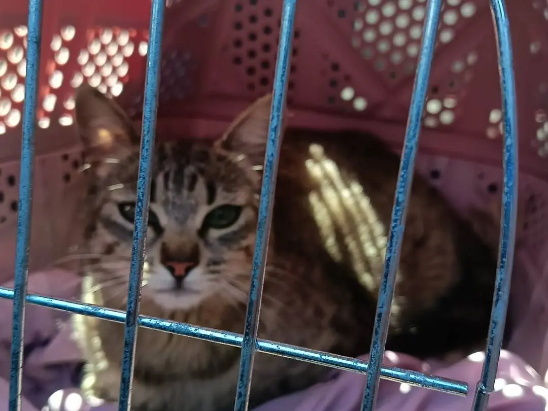 Adozione gatto, femmina, Razza sconosciuta Razza sconosciuta, 1 anno e 1 mese, taglia non valida, Bari