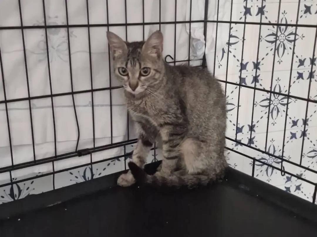 Adotta il gatto Trilly a Bari